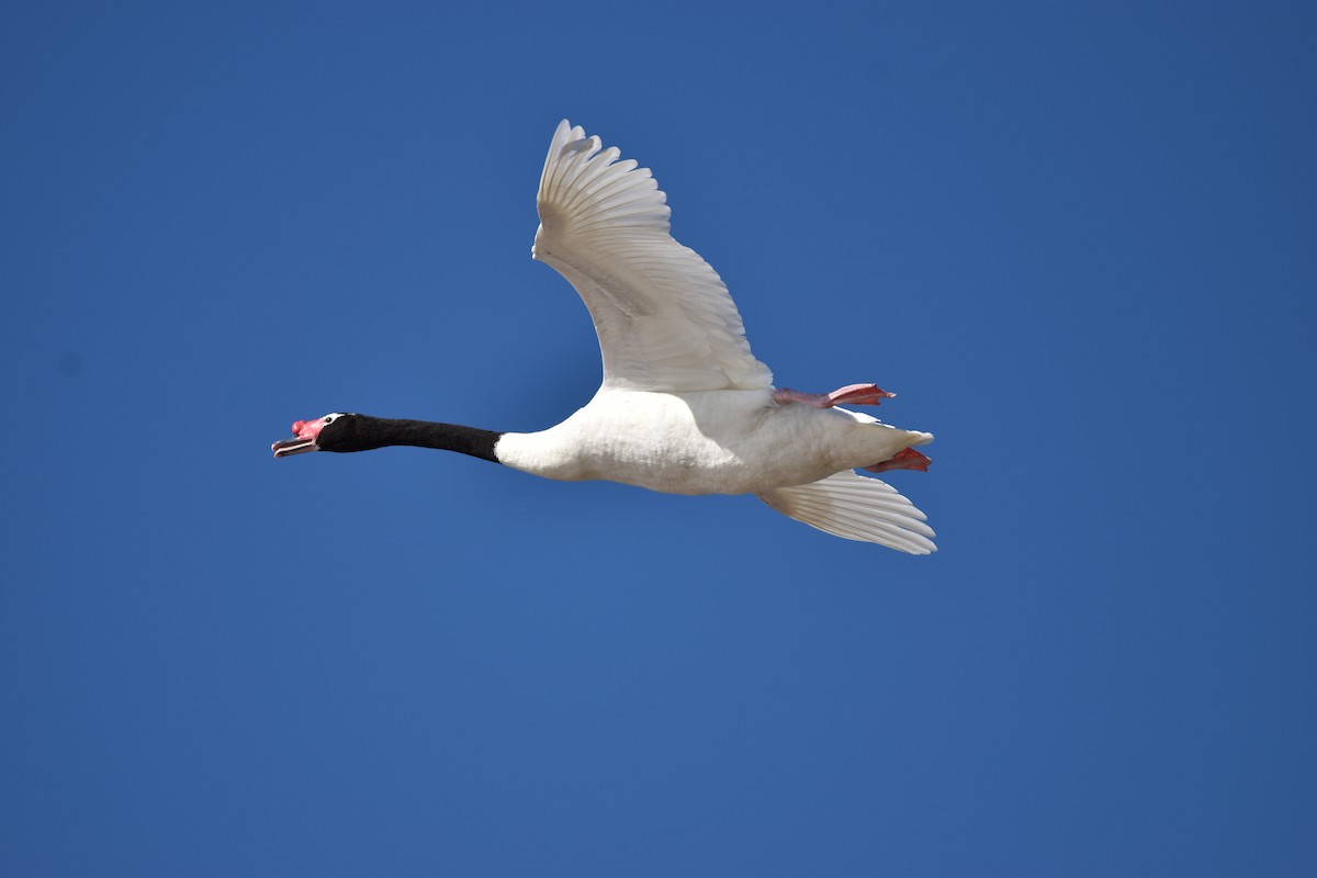 Black-necked Swan - ML619236598