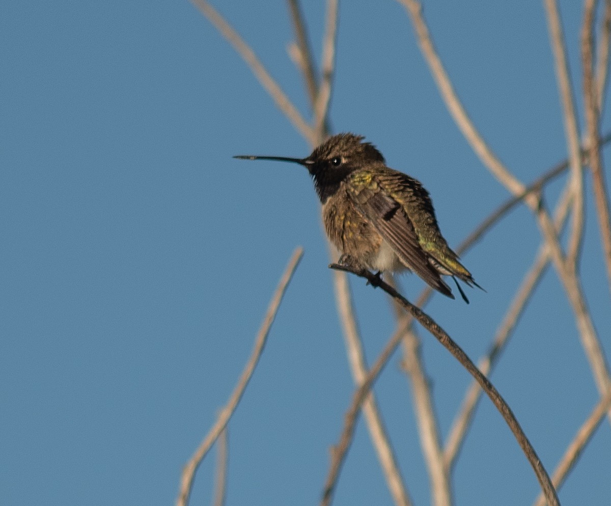 Black-chinned Hummingbird - ML619236604