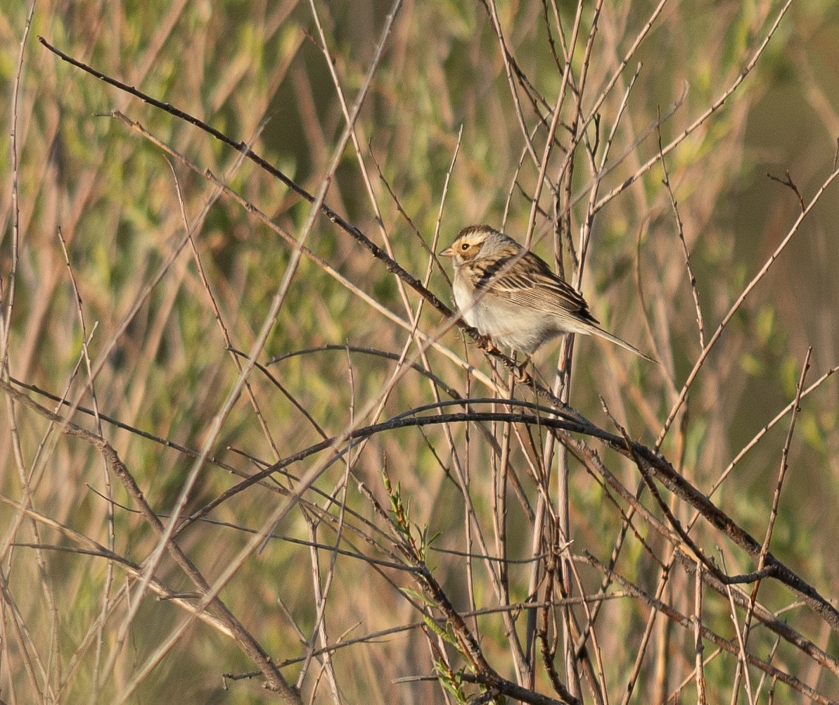 Clay-colored Sparrow - ML619236606