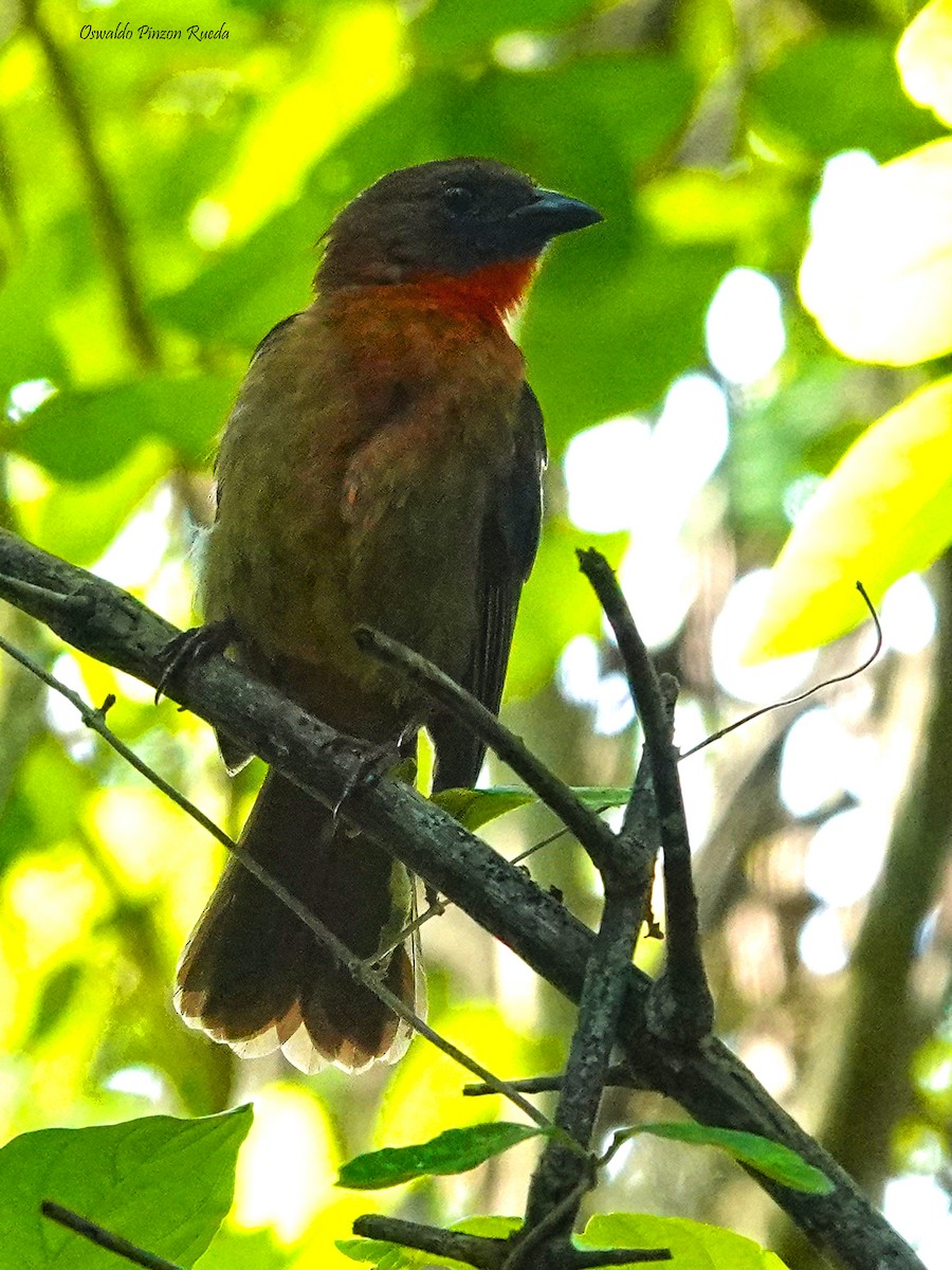 Red-throated Ant-Tanager - ML619236607