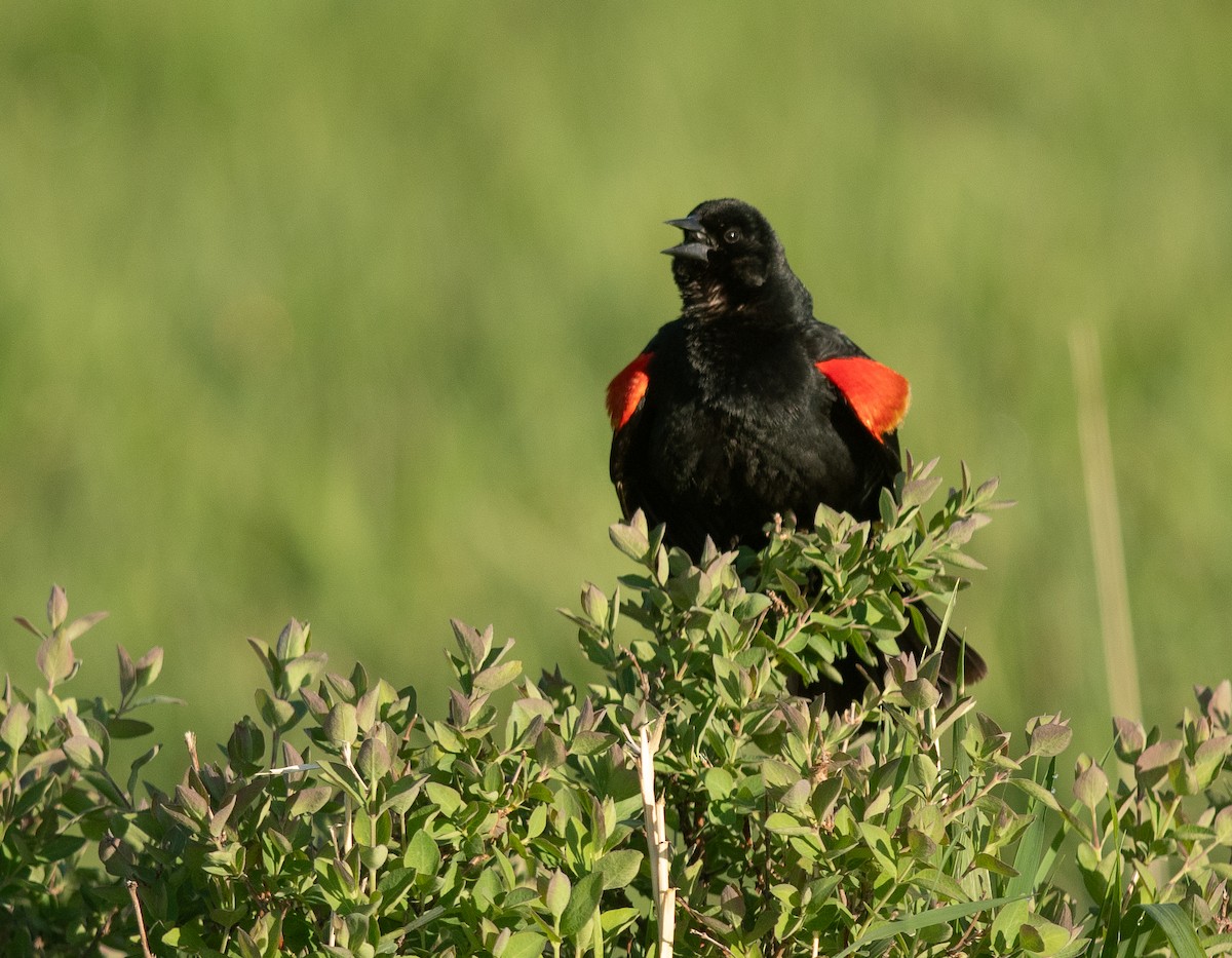 Red-winged Blackbird - ML619236611