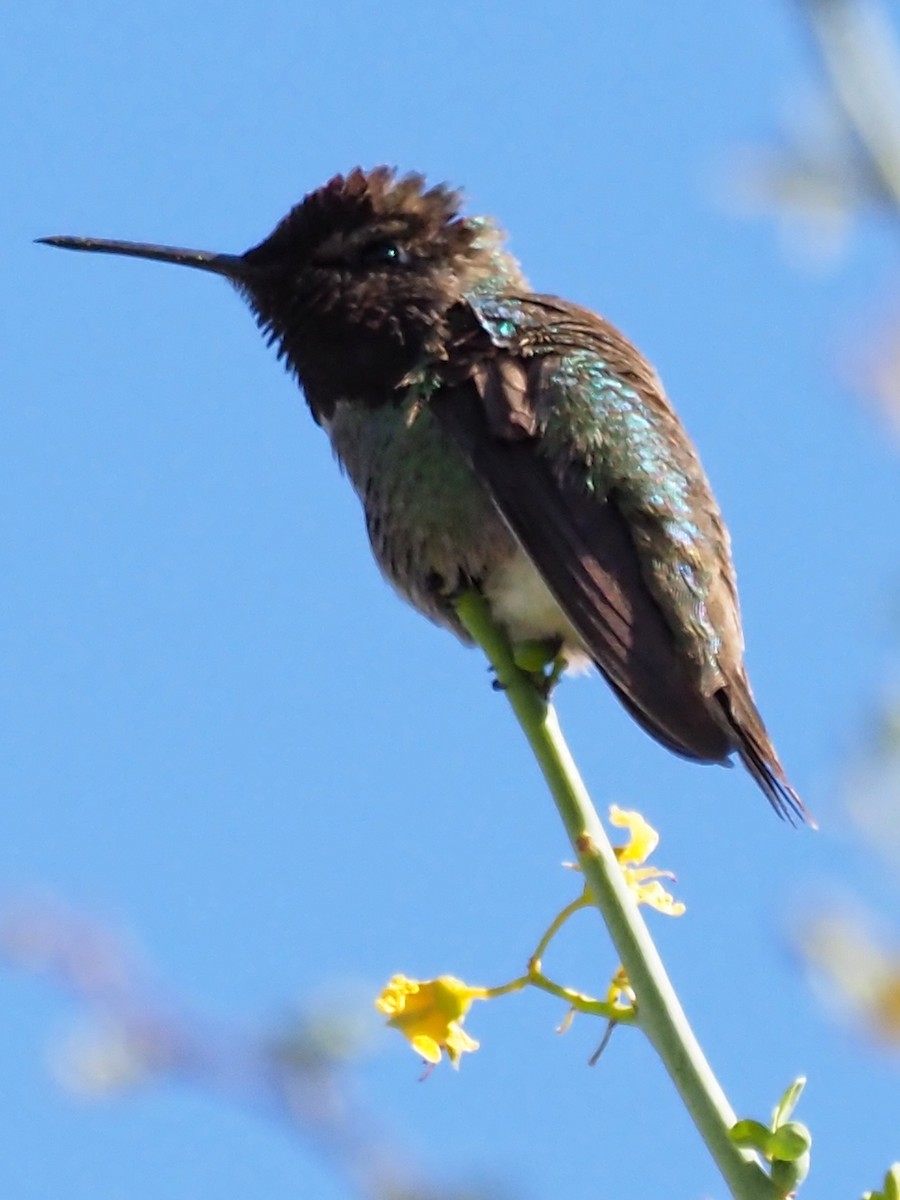 Anna's Hummingbird - ML619236641