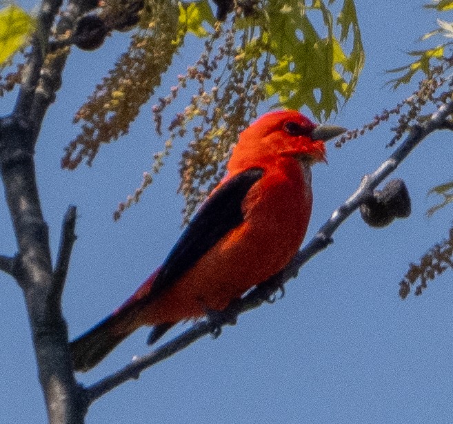 Scarlet Tanager - ML619236669