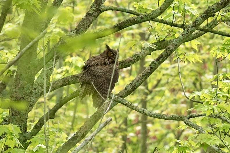 Great Horned Owl - ML619236677