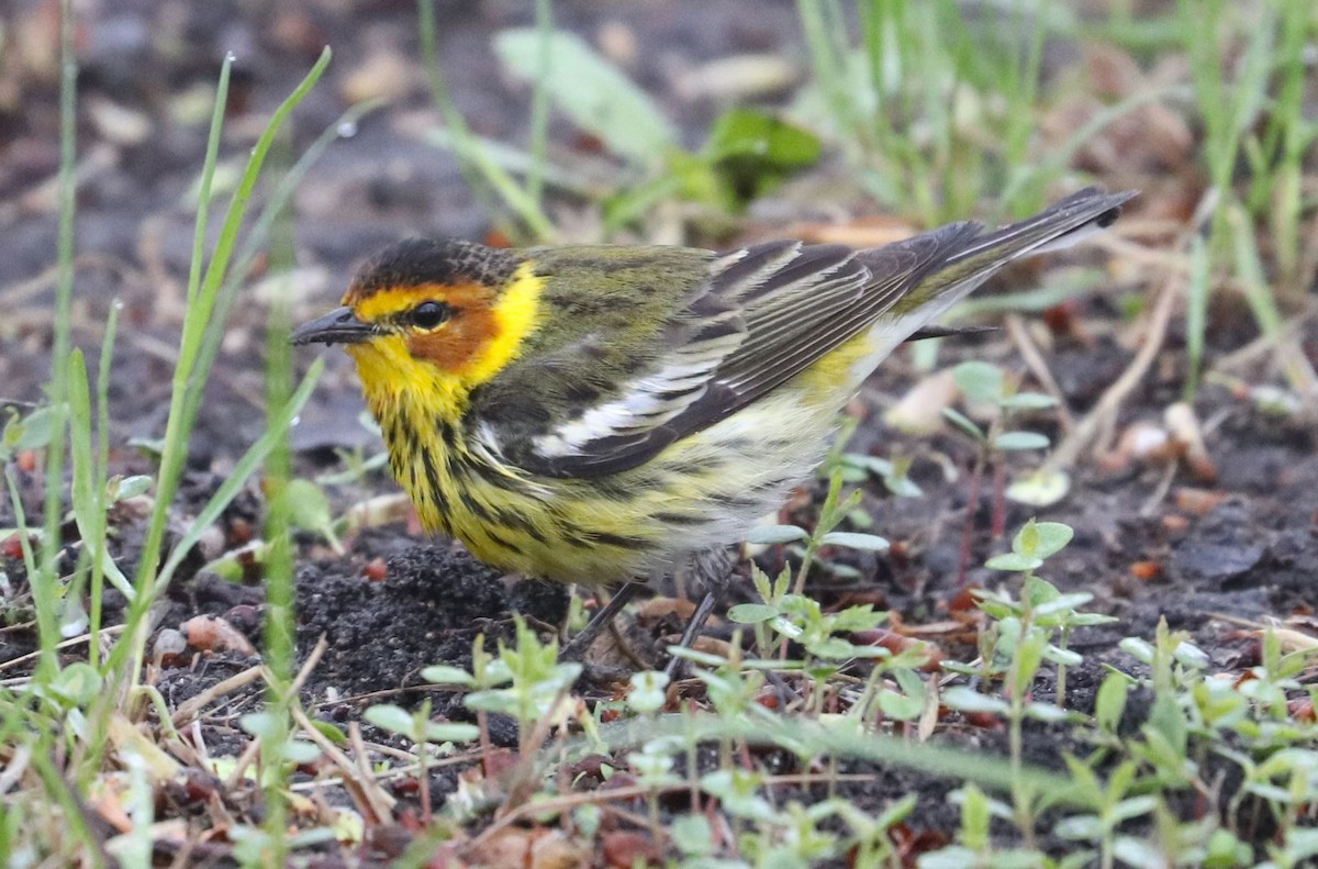 Cape May Warbler - ML619236693