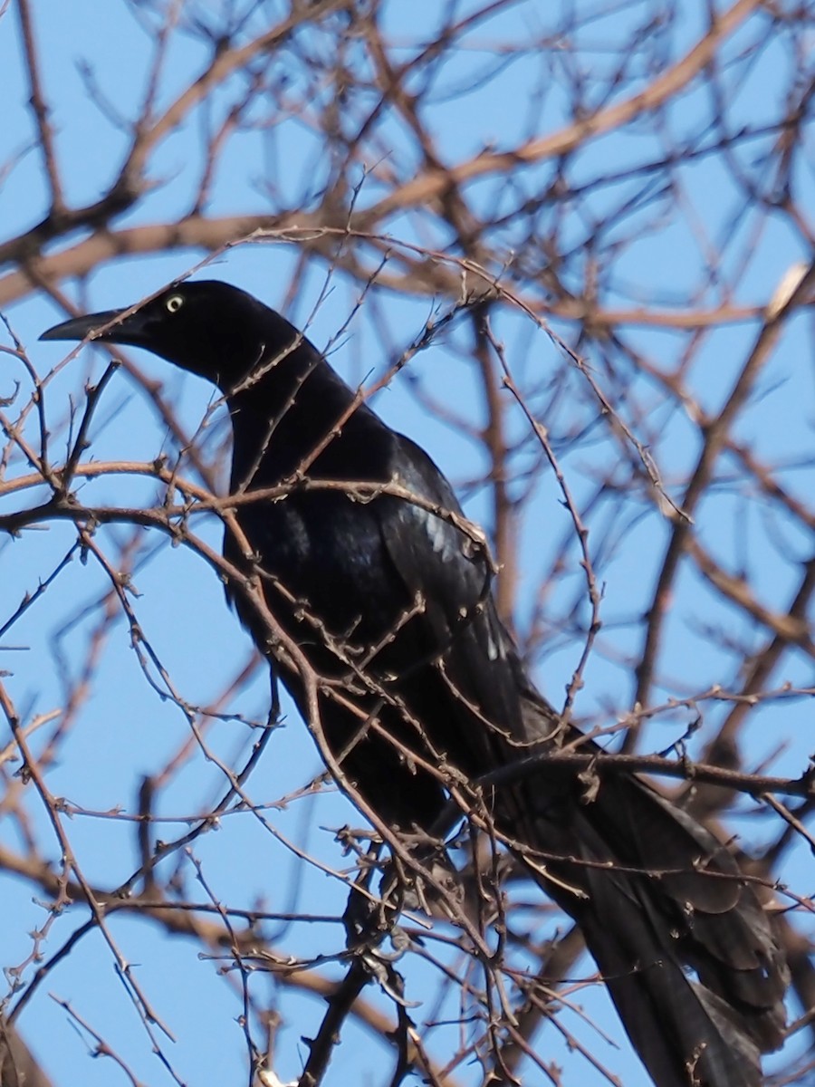 Great-tailed Grackle - ML619236715
