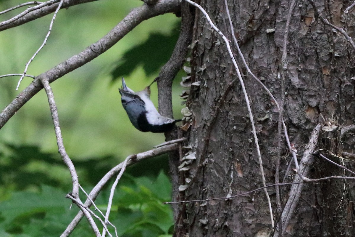 White-breasted Nuthatch - ML619236725