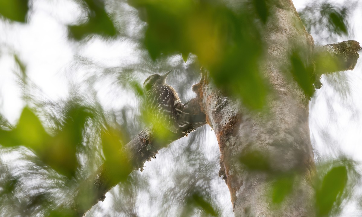 Philippine Pygmy Woodpecker - ML619236738