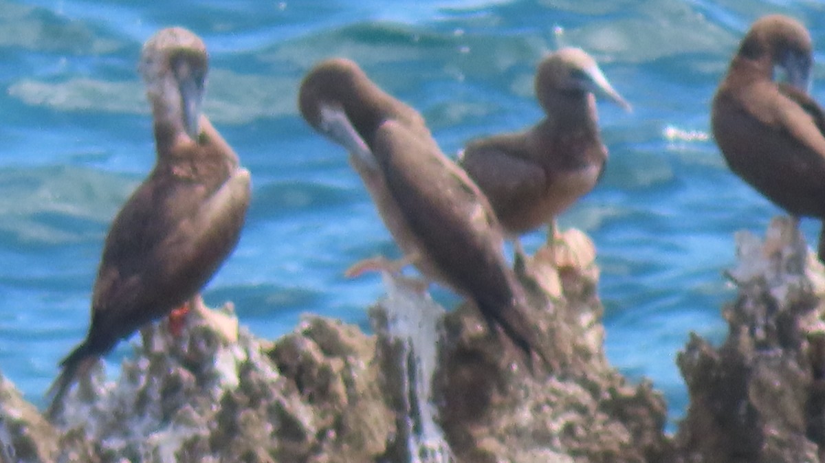 Brown Booby - ML619236745