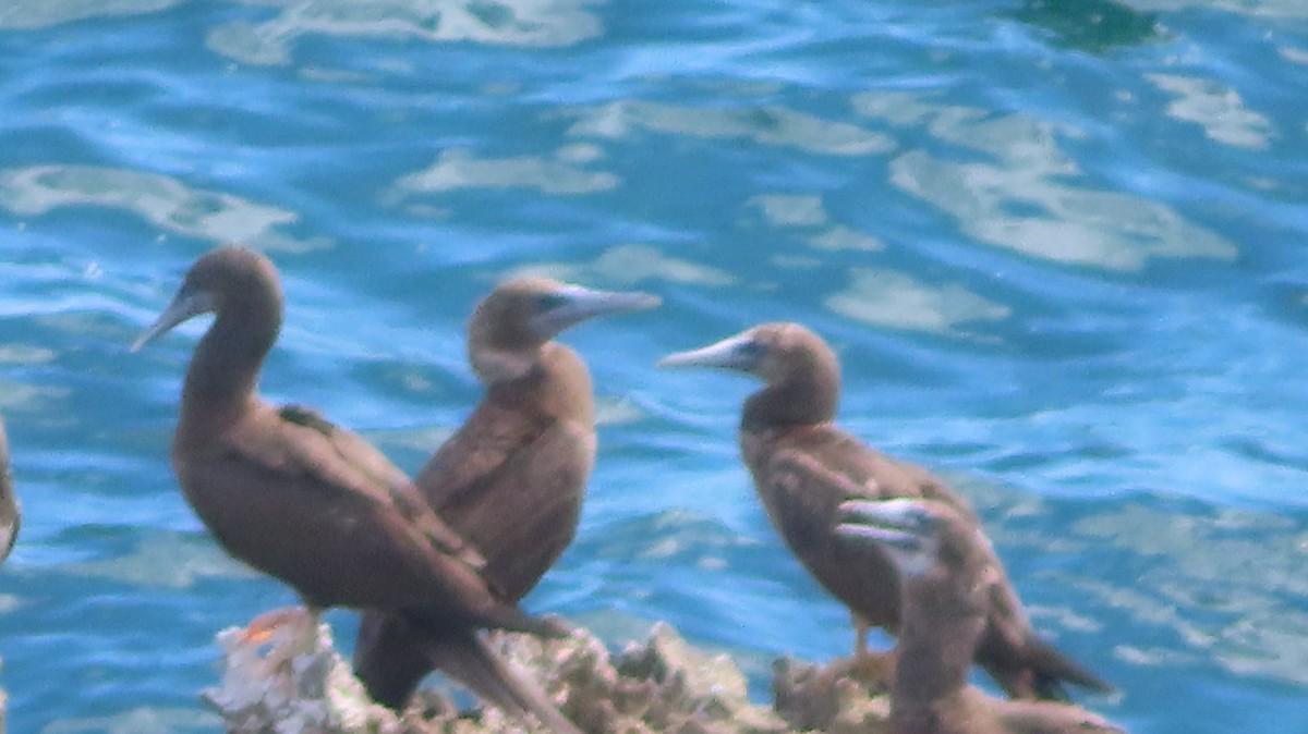 Brown Booby - ML619236775
