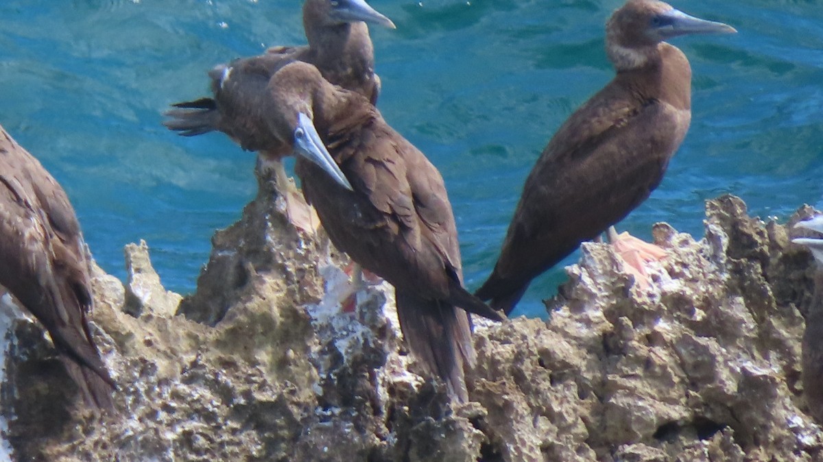 Brown Booby - ML619236790