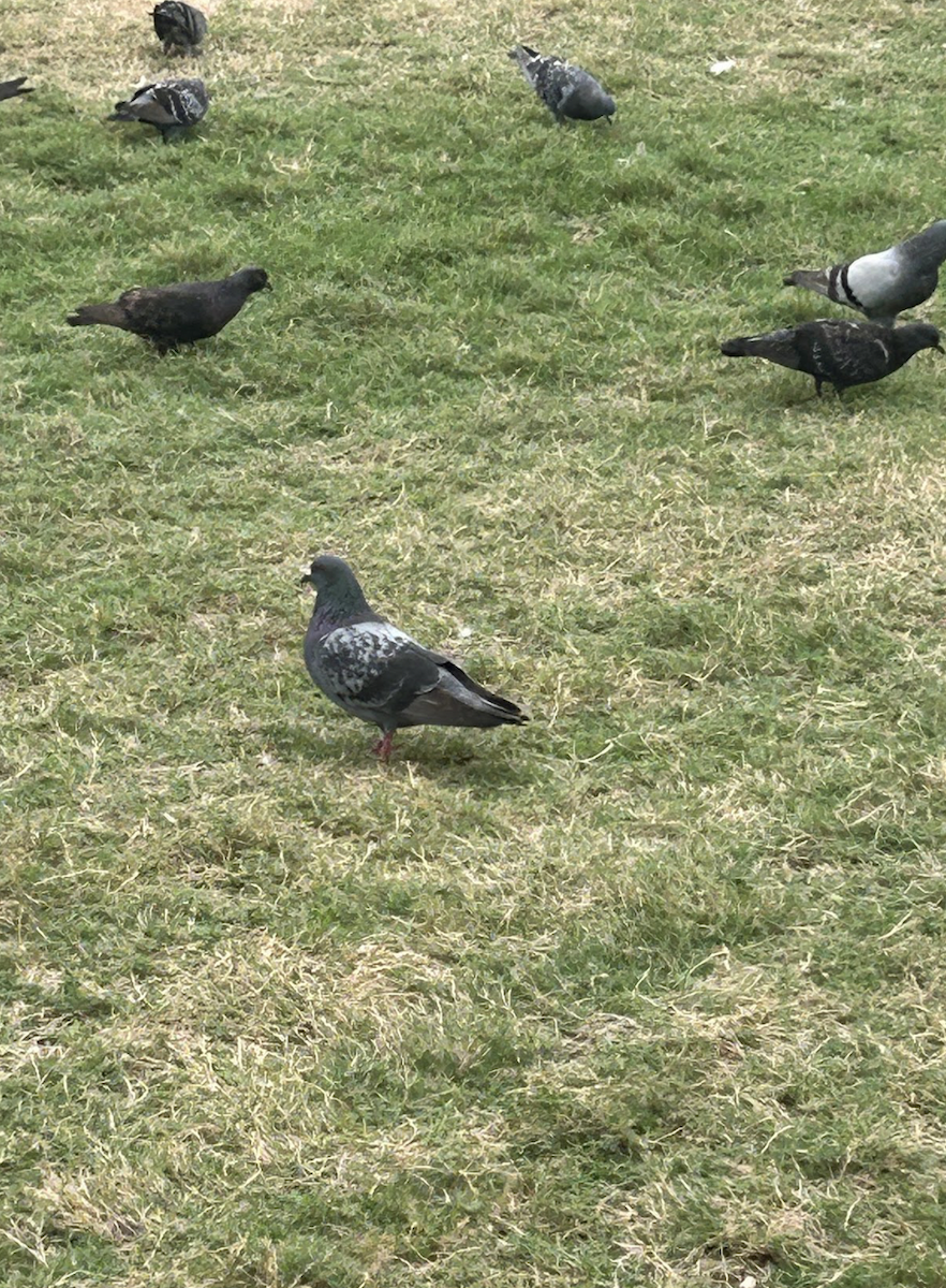 Rock Pigeon (Feral Pigeon) - ML619236809