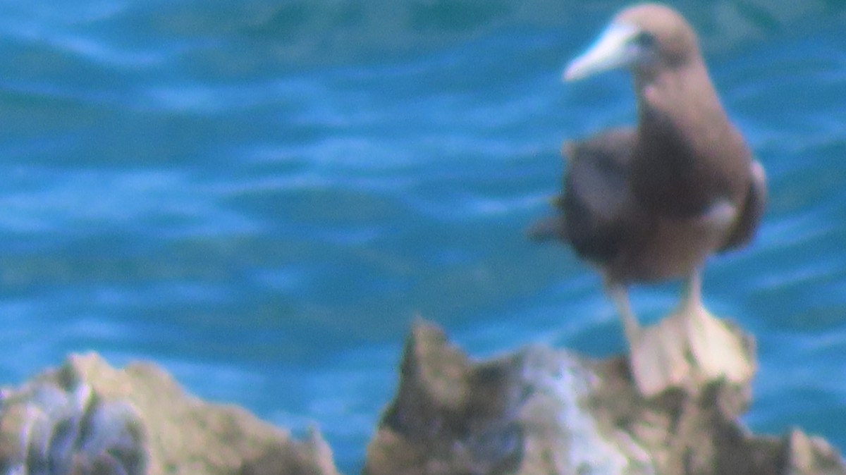 Brown Booby - ML619236811