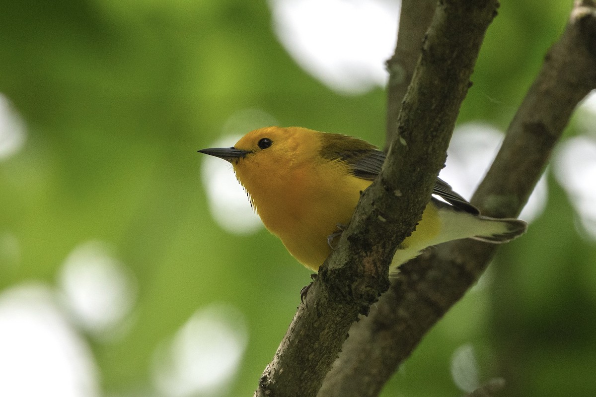 Prothonotary Warbler - ML619236815
