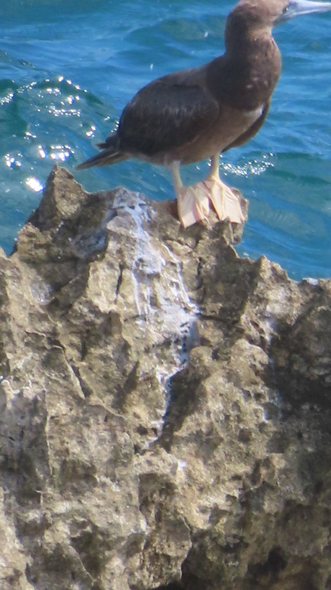 Brown Booby - ML619236822