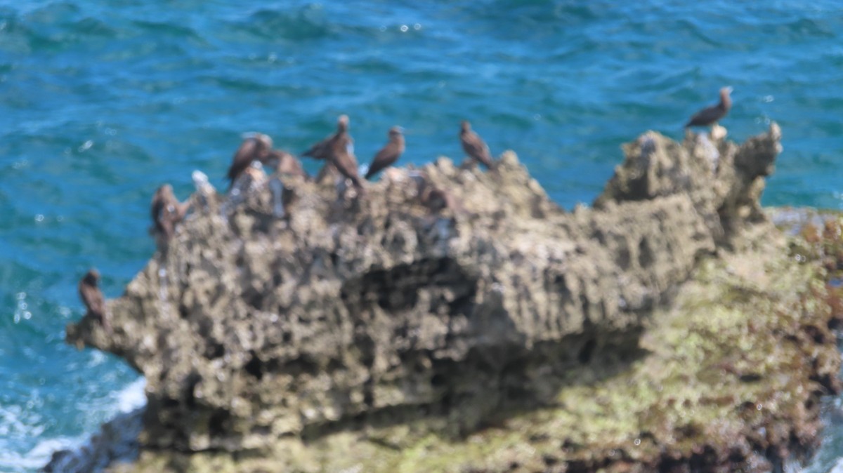 Brown Booby - ML619236842
