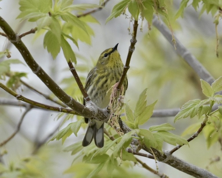 Cape May Warbler - ML619236850