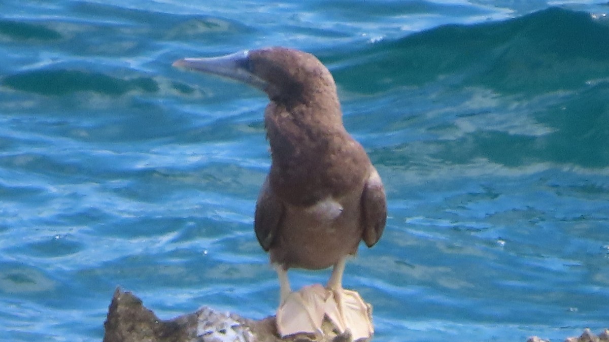 Brown Booby - ML619236855