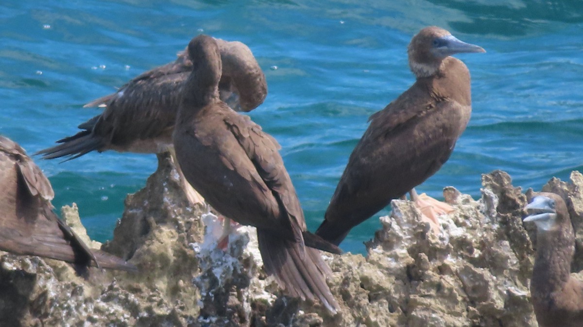 Brown Booby - ML619236901