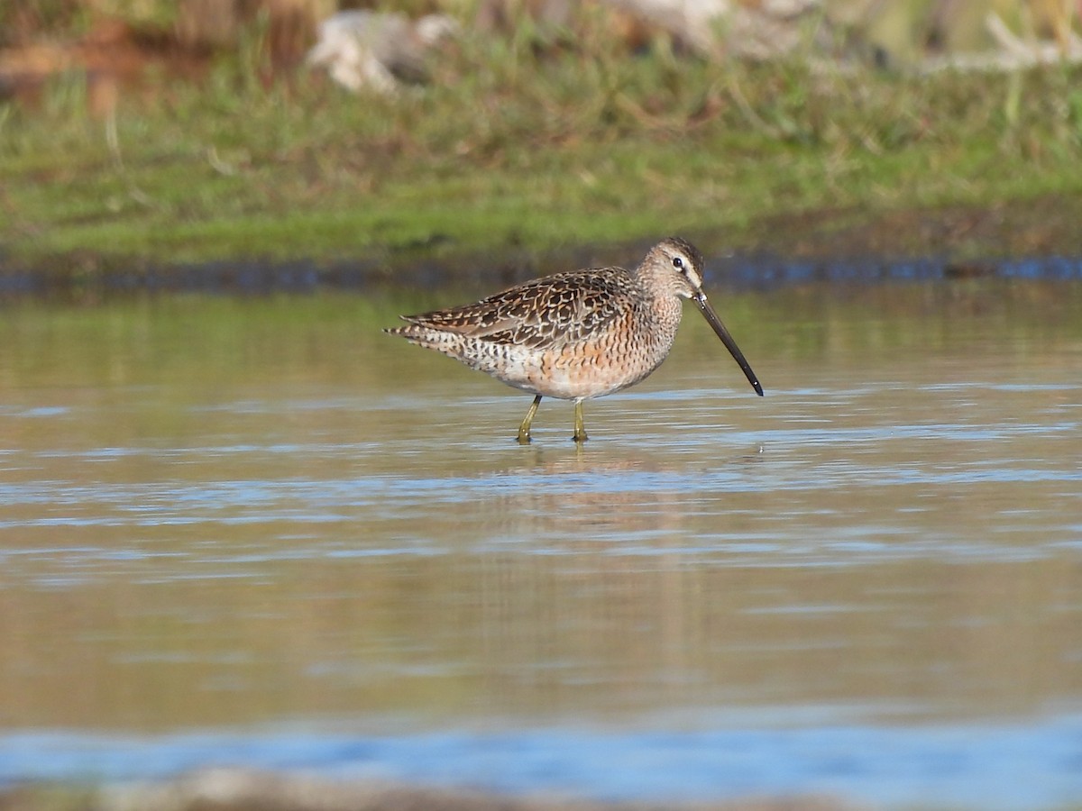 Long-billed Dowitcher - ML619236920