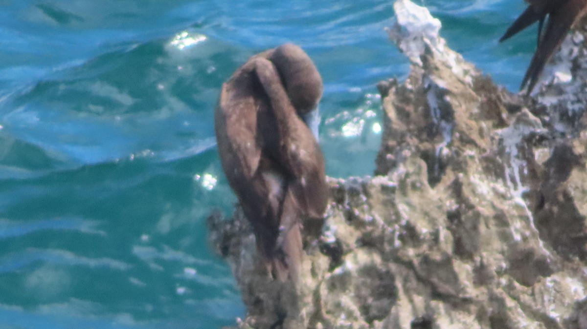 Brown Booby - ML619236922