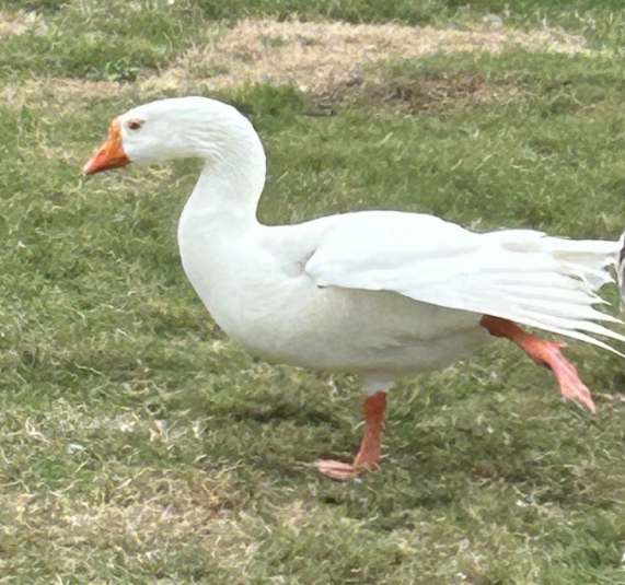 Graylag Goose (Domestic type) - ML619236934