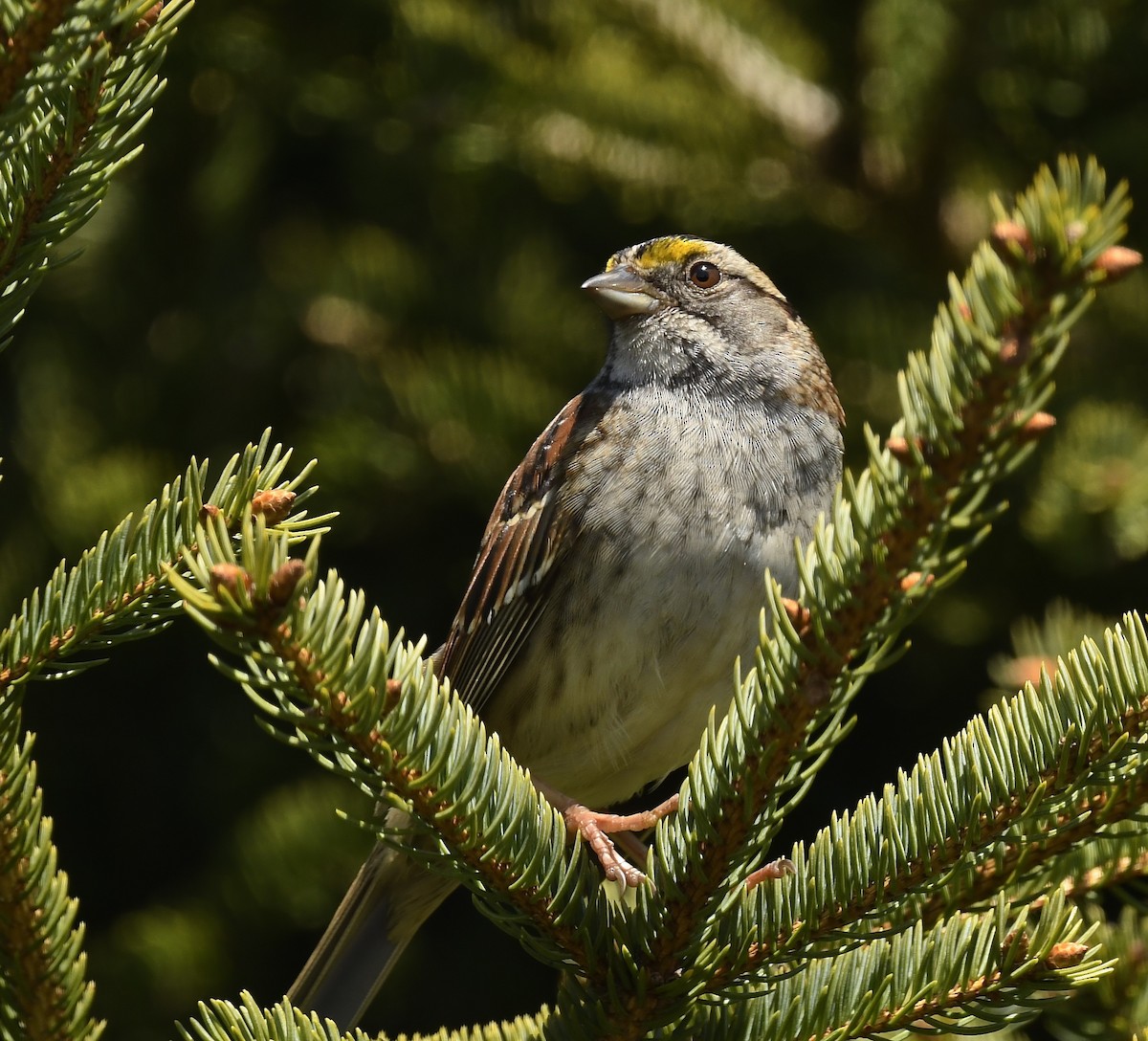 White-throated Sparrow - ML619236981