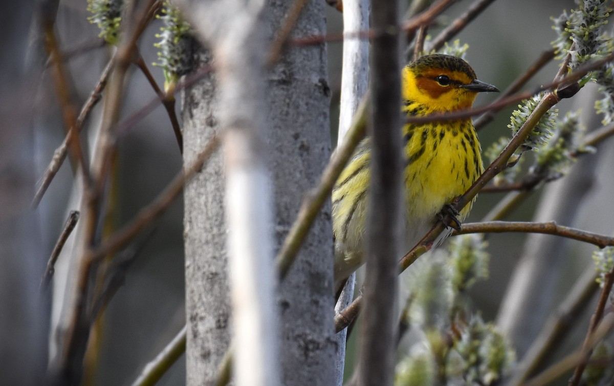 Cape May Warbler - ML619237049