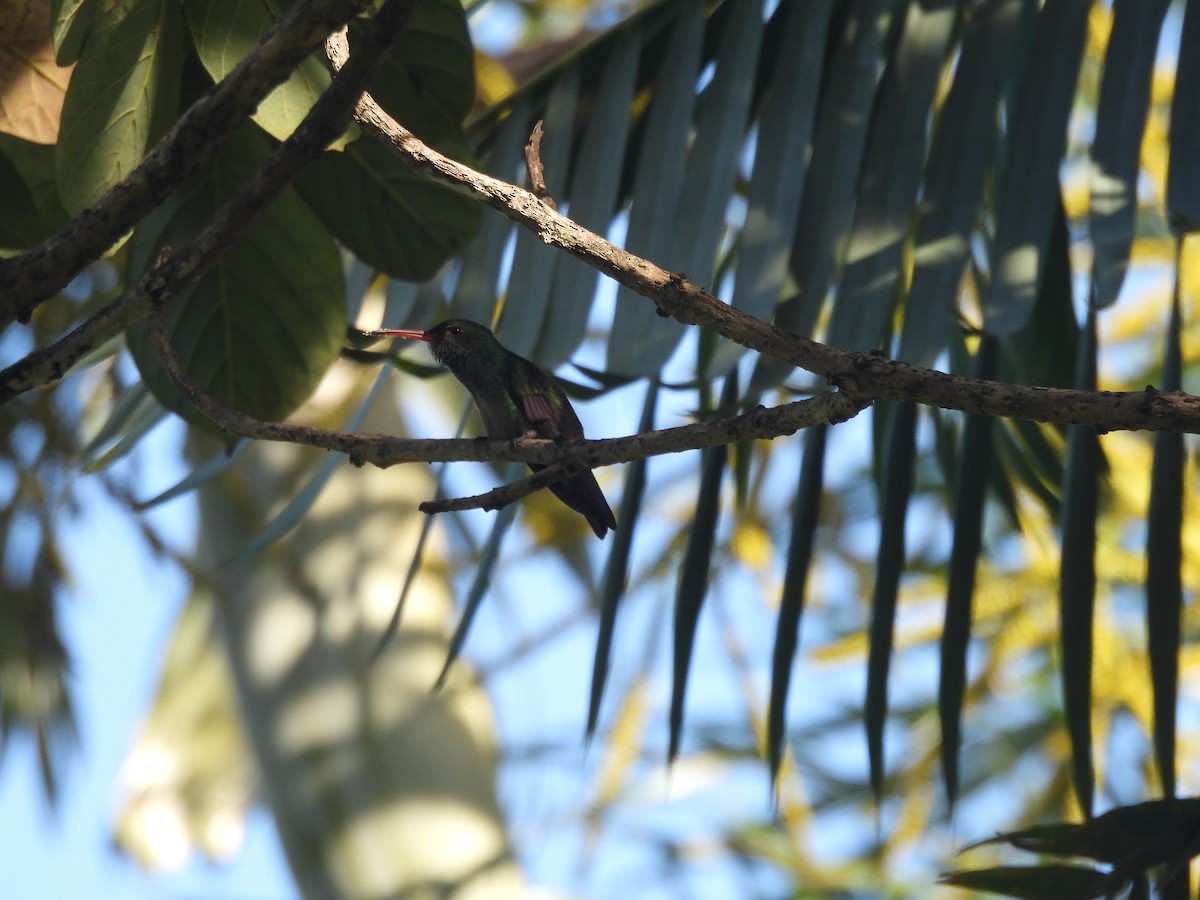 Rufous-tailed Hummingbird - ML619237057