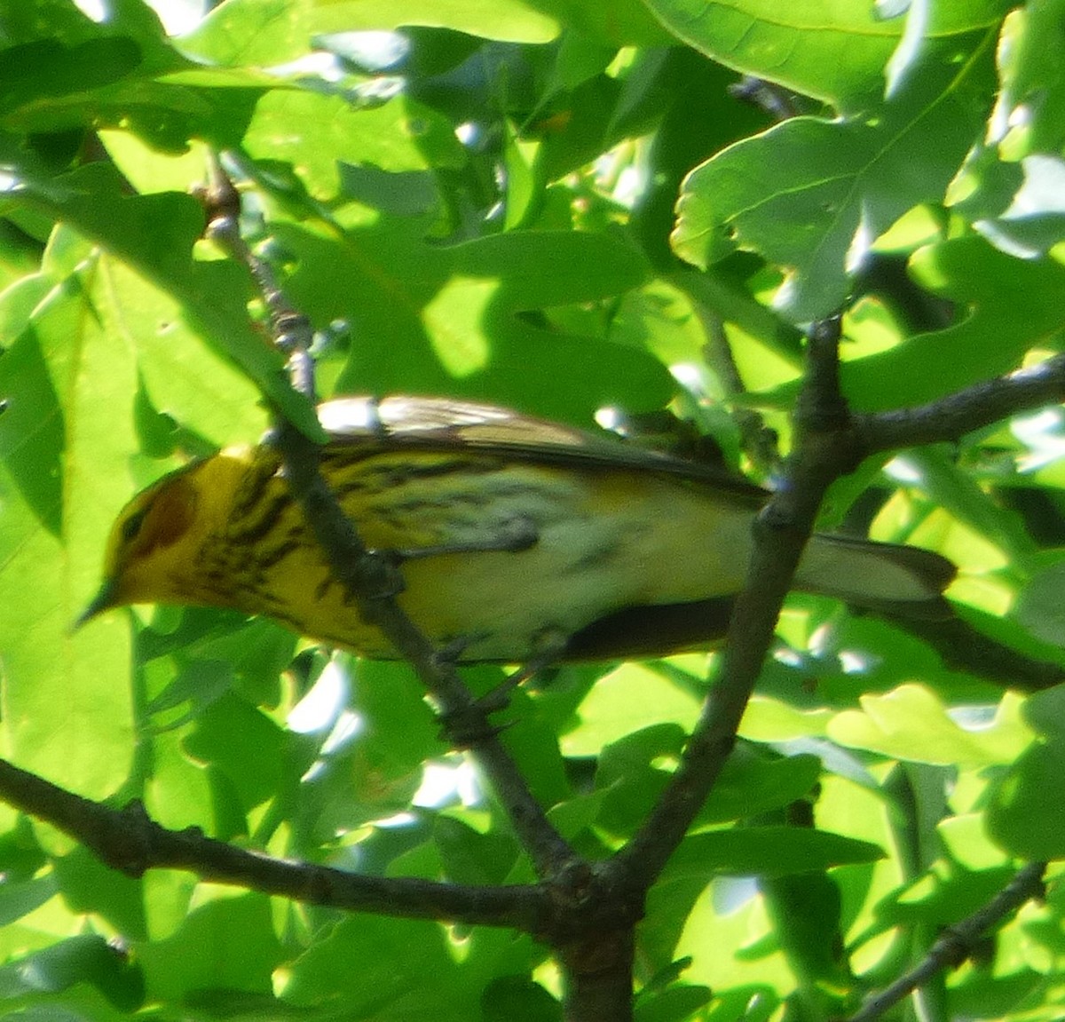Cape May Warbler - ML619237072