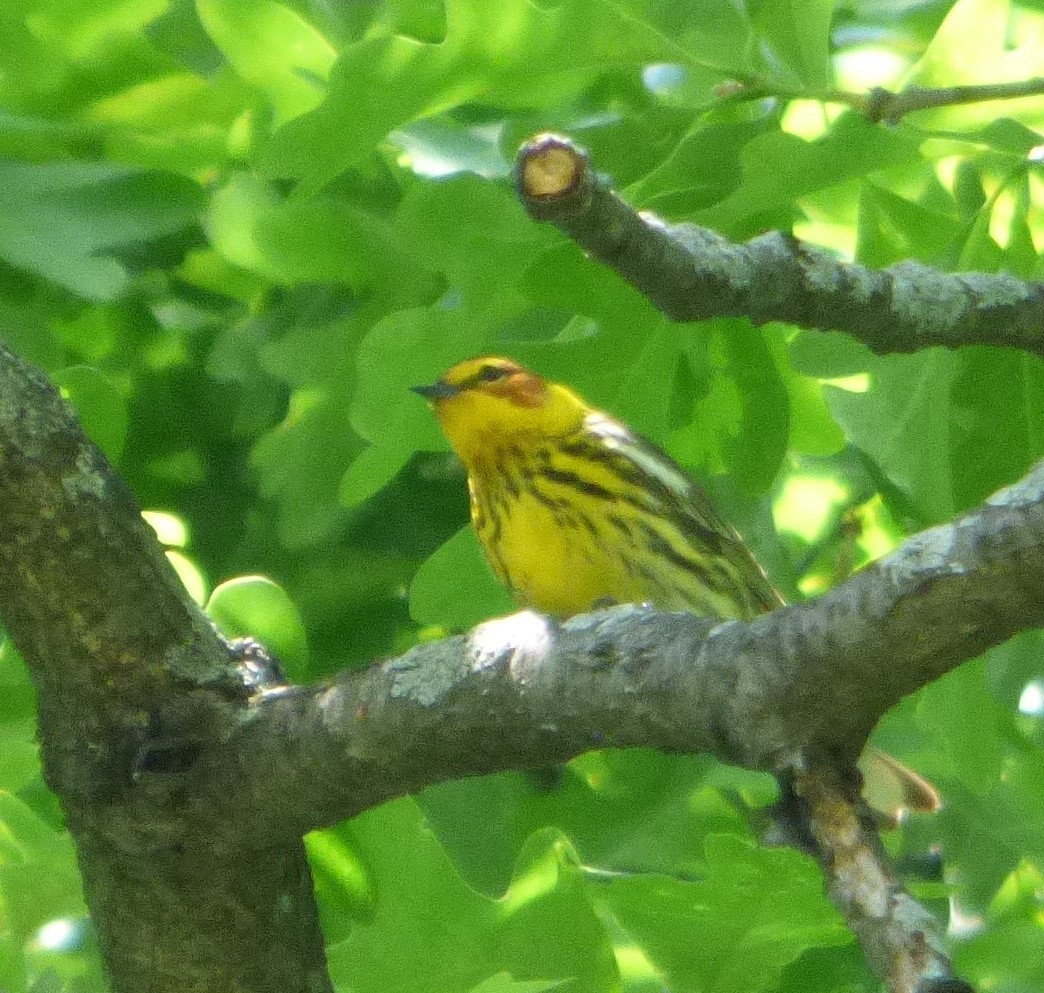 Cape May Warbler - ML619237073