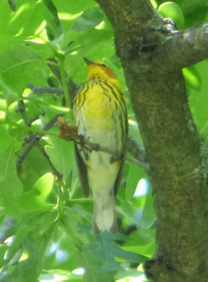 Cape May Warbler - ML619237074