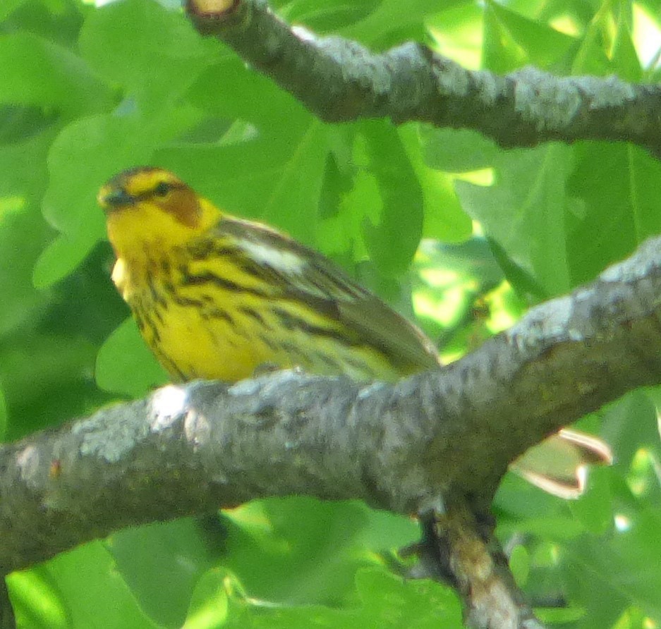 Cape May Warbler - ML619237075