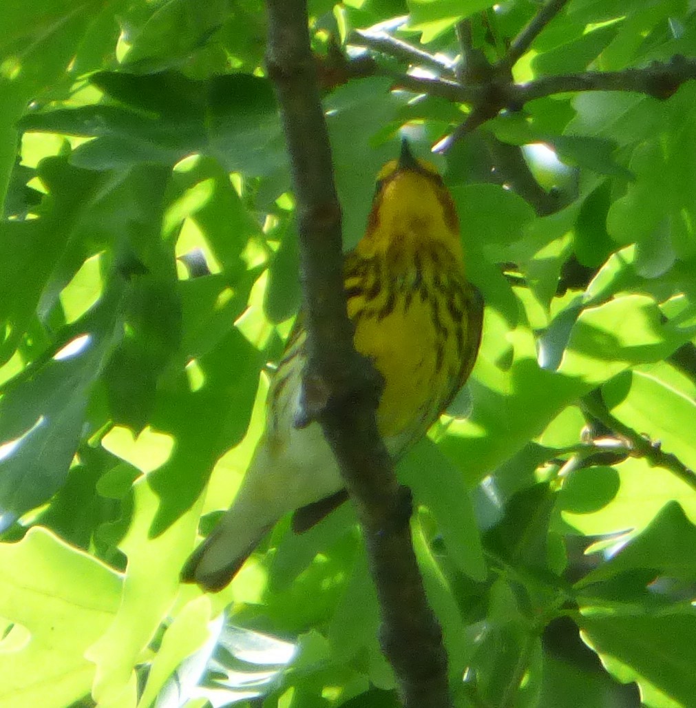 Cape May Warbler - ML619237076