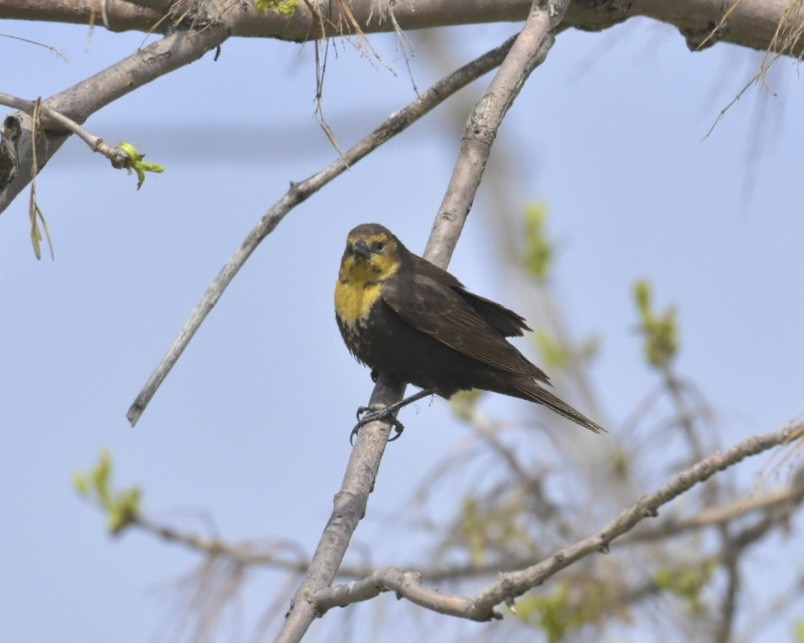 Yellow-headed Blackbird - ML619237080