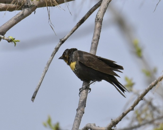 Yellow-headed Blackbird - ML619237081
