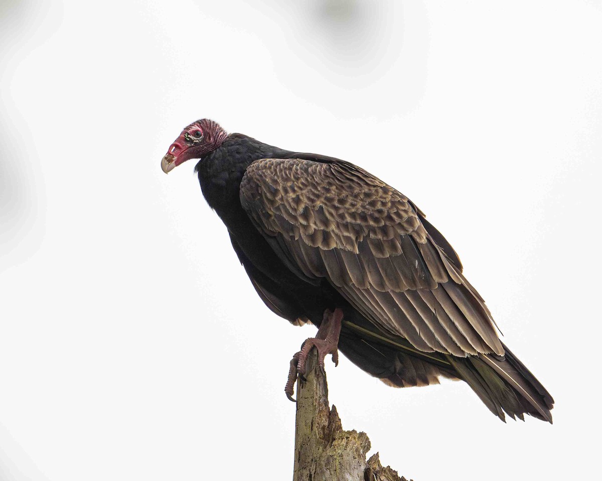 Turkey Vulture - ML619237127