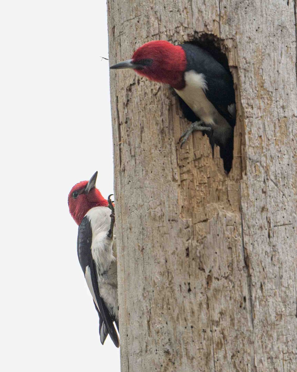 Red-headed Woodpecker - ML619237135