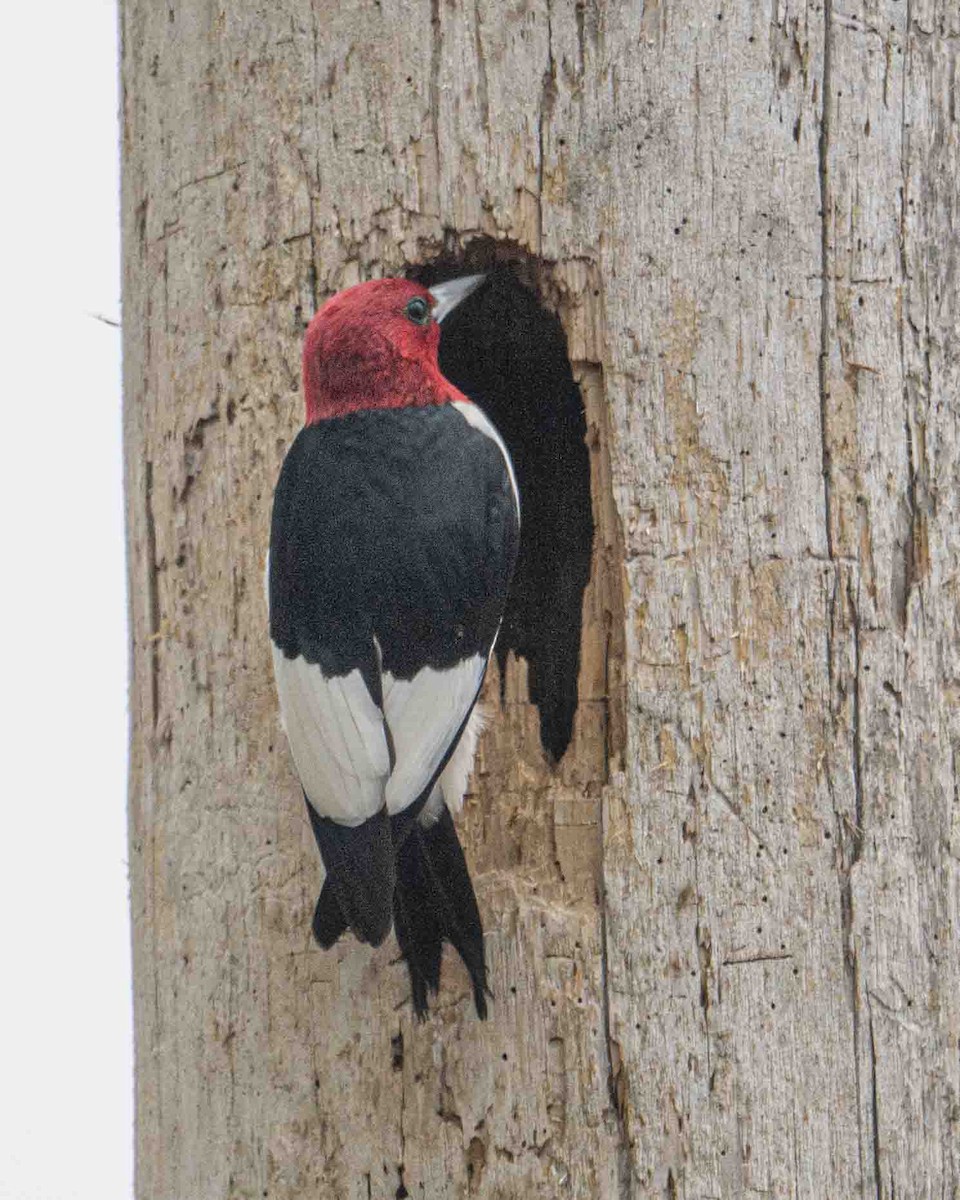 Red-headed Woodpecker - ML619237136