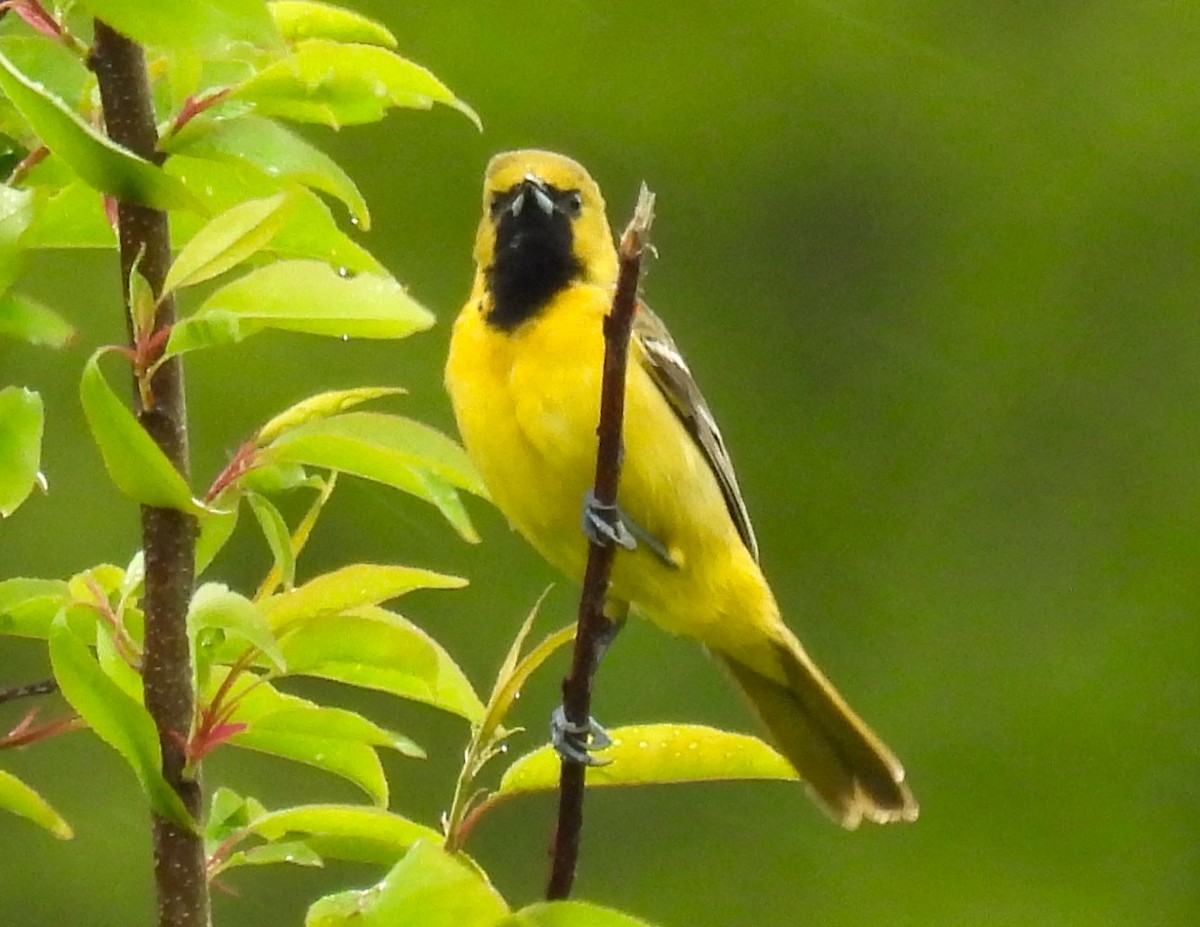 Orchard Oriole - ML619237141