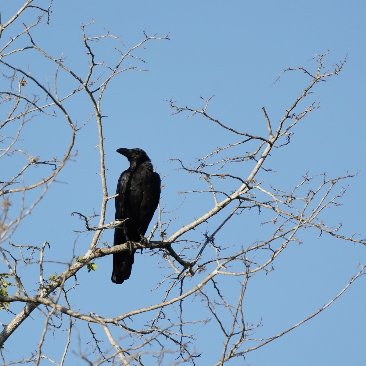 Large-billed Crow - ML619237245