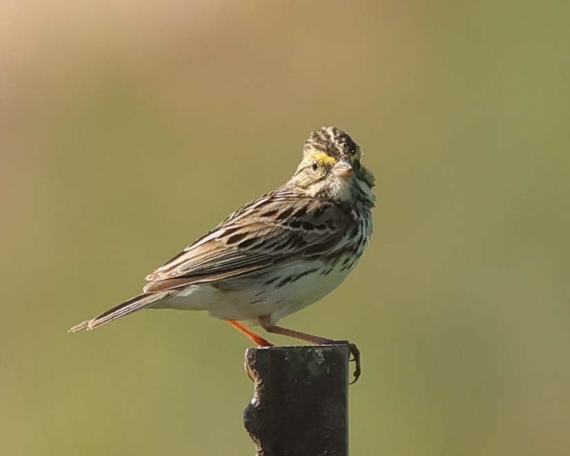 Savannah Sparrow - ML619237259