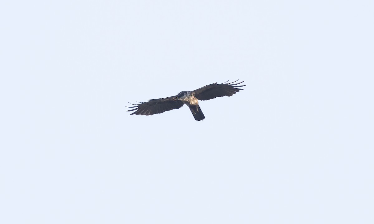 Rufous-bellied Eagle - ML619237269