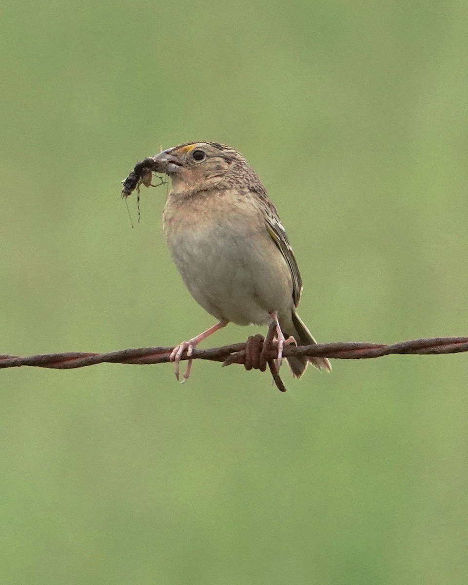 Grasshopper Sparrow - ML619237274