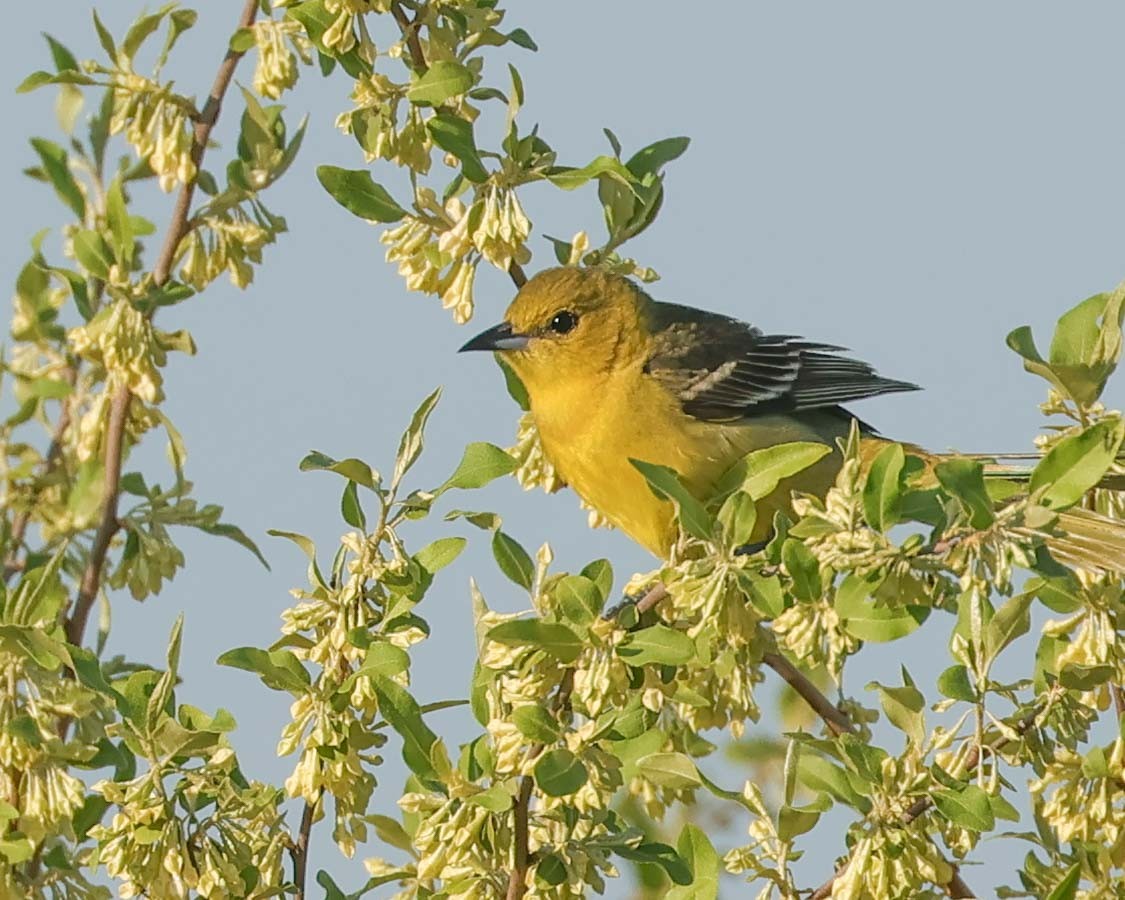 Orchard Oriole - ML619237282