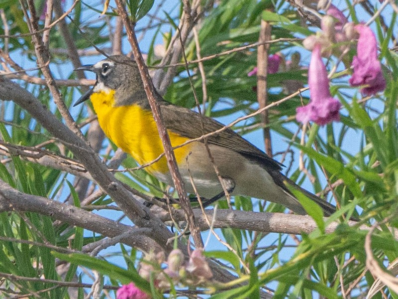 Yellow-breasted Chat - ML619237295