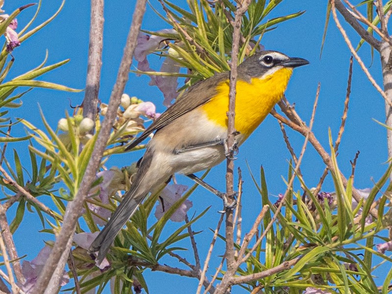 Yellow-breasted Chat - ML619237296