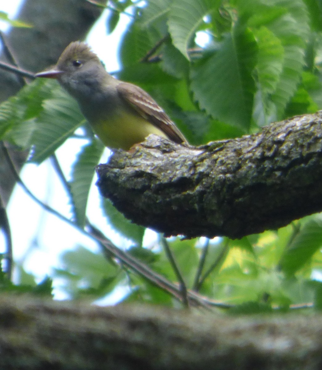 Great Crested Flycatcher - ML619237334
