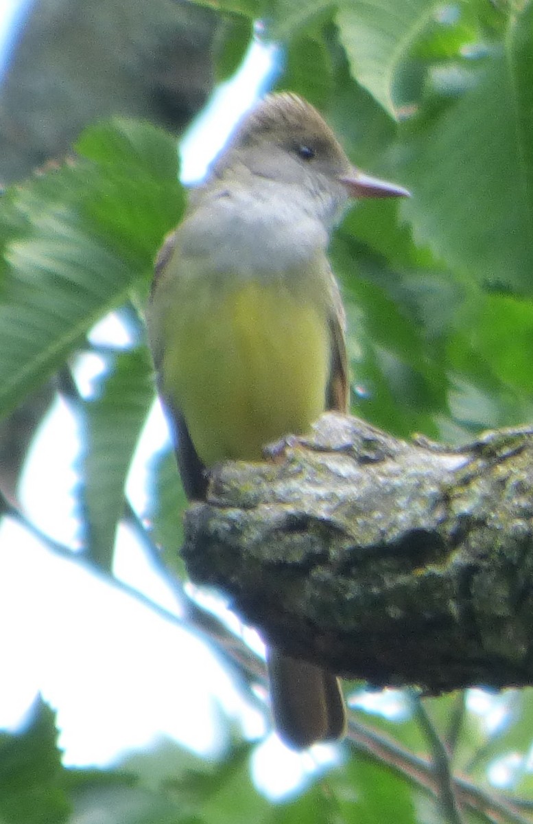 Great Crested Flycatcher - ML619237335