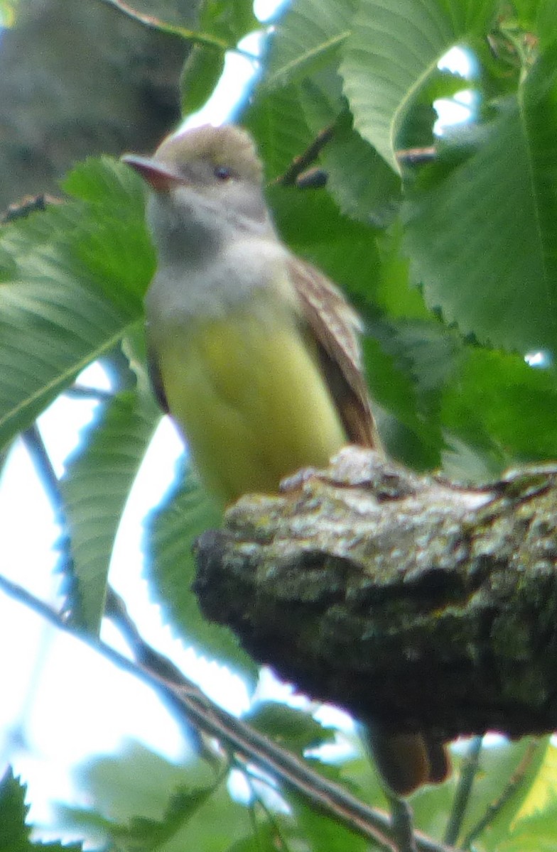 Great Crested Flycatcher - ML619237336